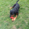 Arlo's Favorite Rubber Bone