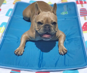 Cool Pet Pad (size: XL)