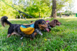 Adventurer EZ Latch Dog Pack (2-piece)