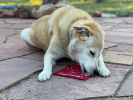 Heart Design "Love" eMat Enrichment Lick Mat