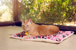 Comfy Mat Pet Bed